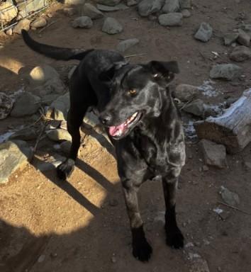 Enlarge Dos, a ADOPTABLE mixed breed in Pocatello, ID image 1/3