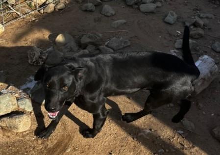 Enlarge Dos, a ADOPTABLE mixed breed in Pocatello, ID image 3/3