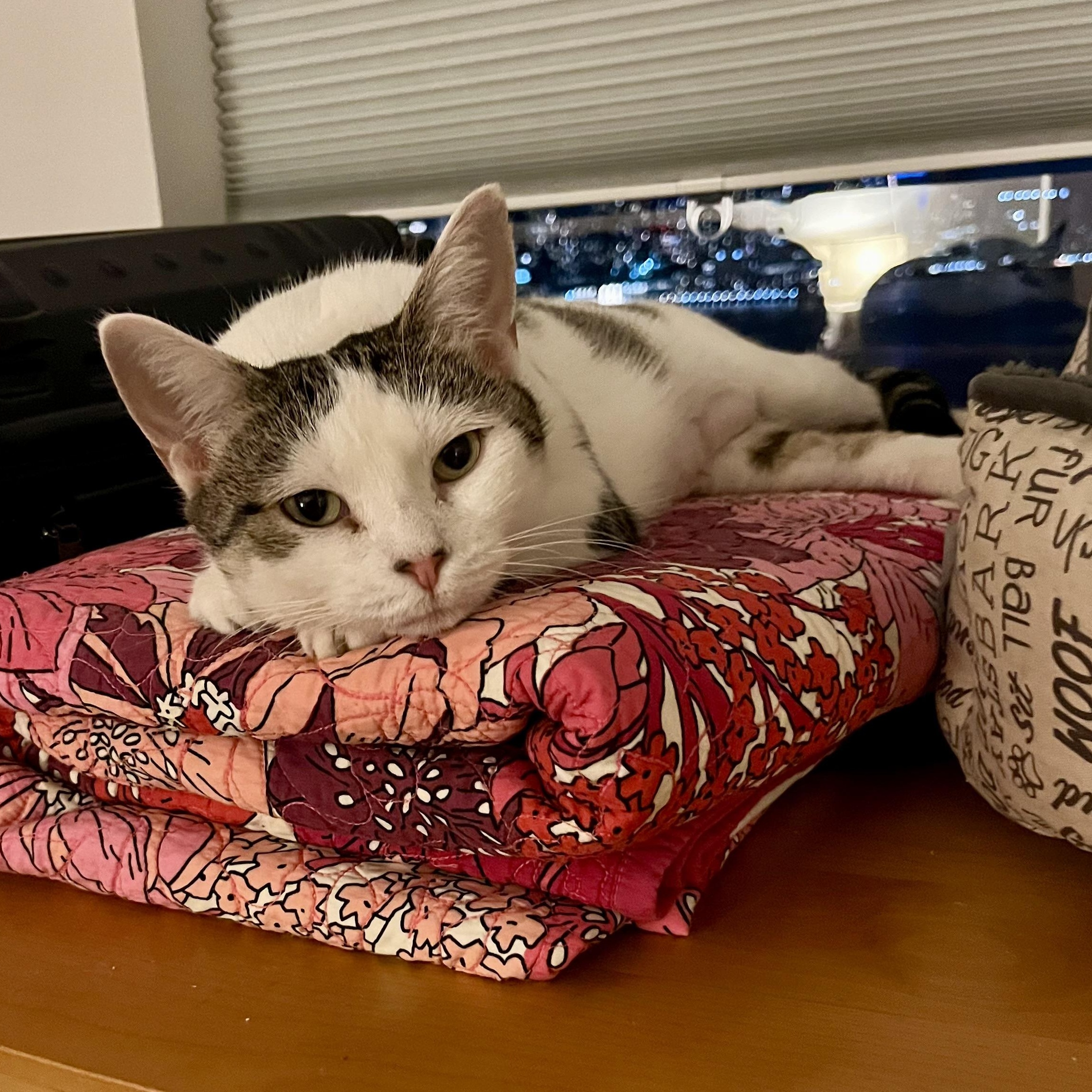 LULU - a Kind & Loyal Companion, a Adoptable mixed breed in New York, NY image 1/3