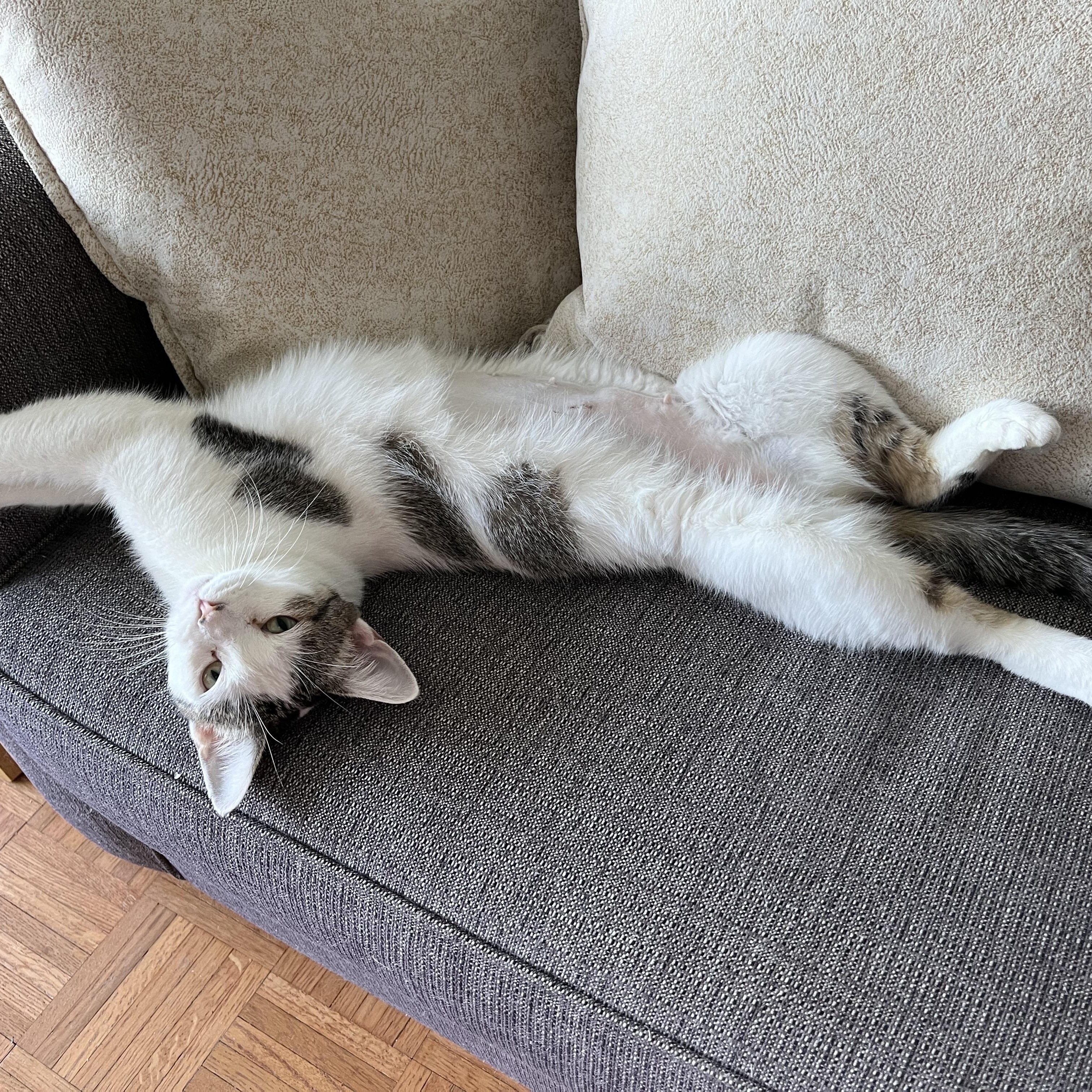 LULU - a Kind & Loyal Companion, a Adoptable mixed breed in New York, NY image 3/3