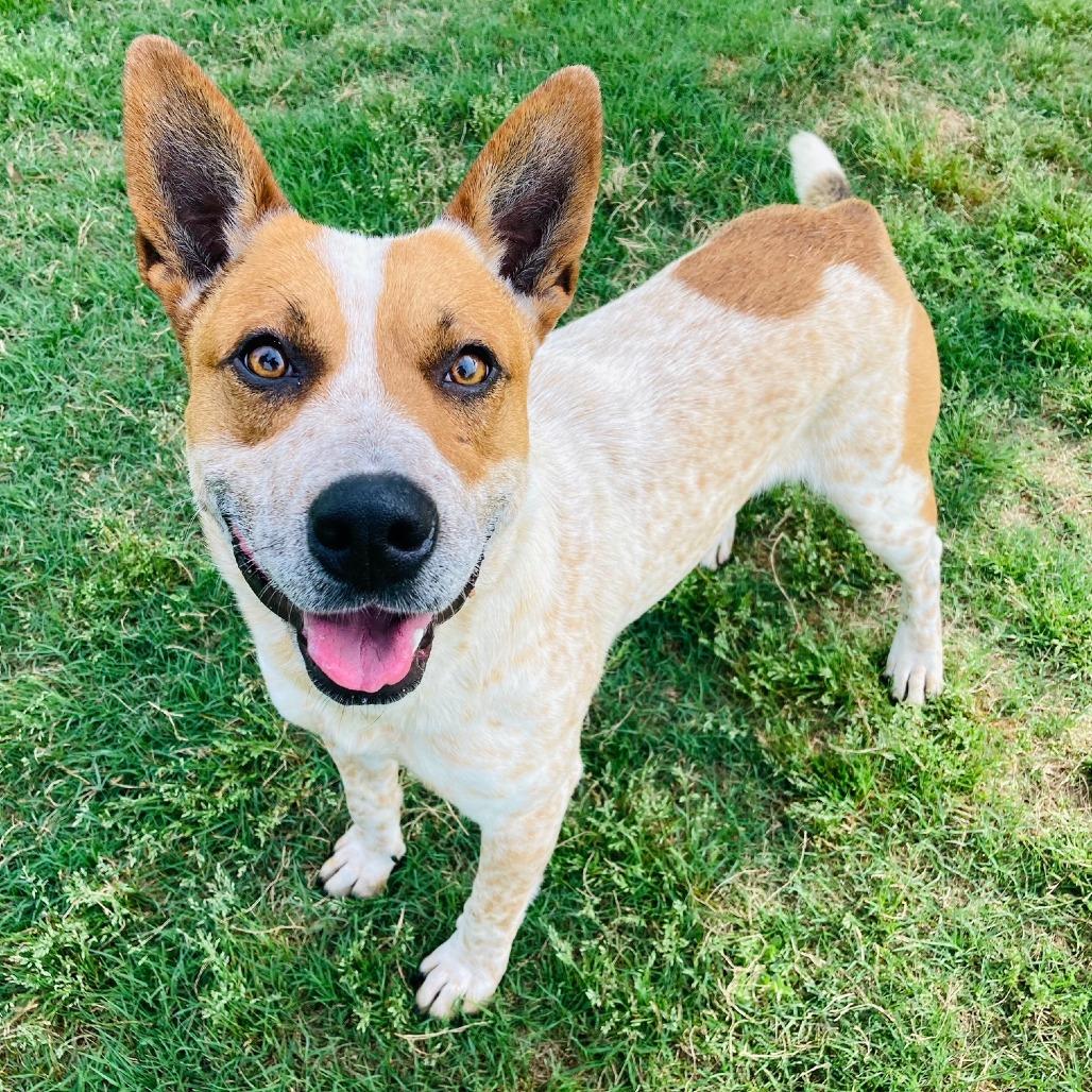 Enlarge (Found) Hooey, a Adoptable mixed breed in Cabot, AR image 1/5