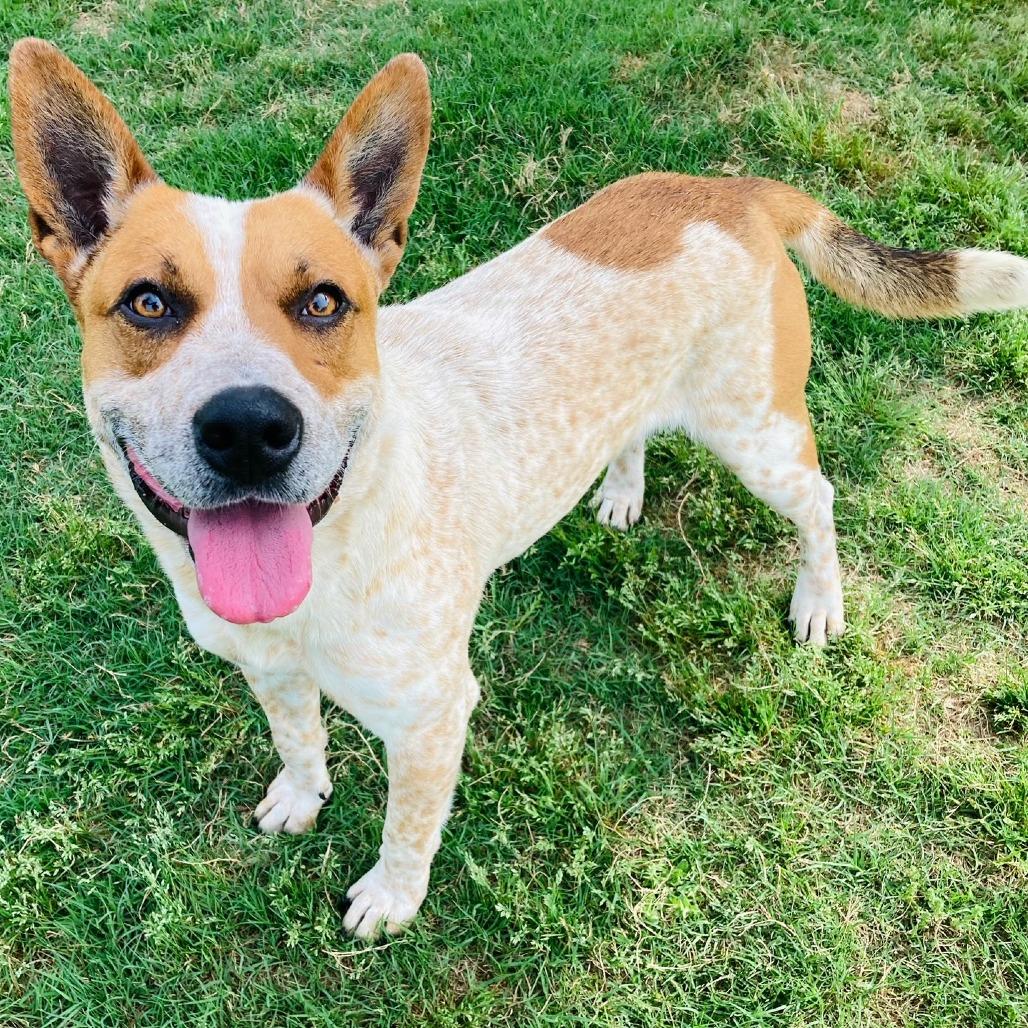 Enlarge (Found) Hooey, a Adoptable mixed breed in Cabot, AR image 2/5