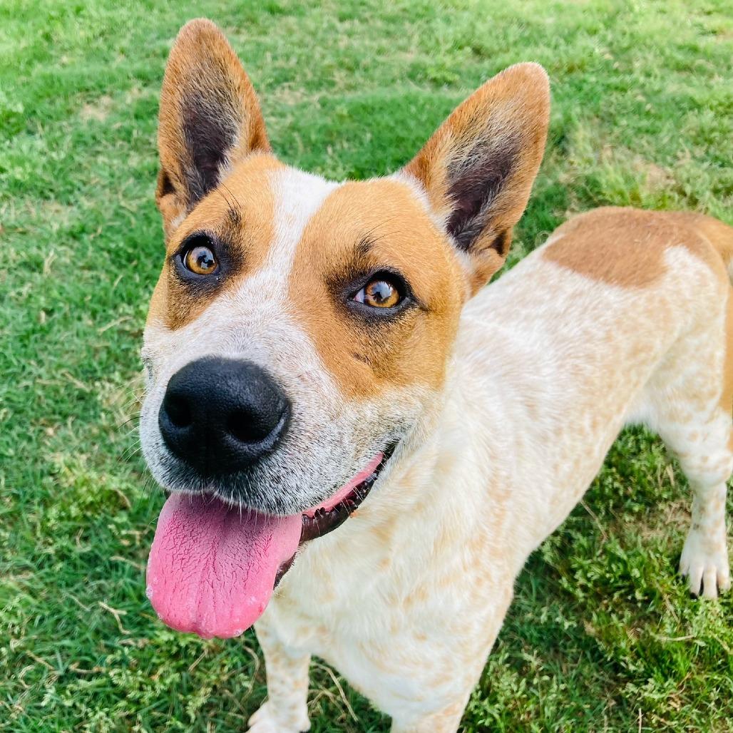 Enlarge (Found) Hooey, a Adoptable mixed breed in Cabot, AR image 3/5