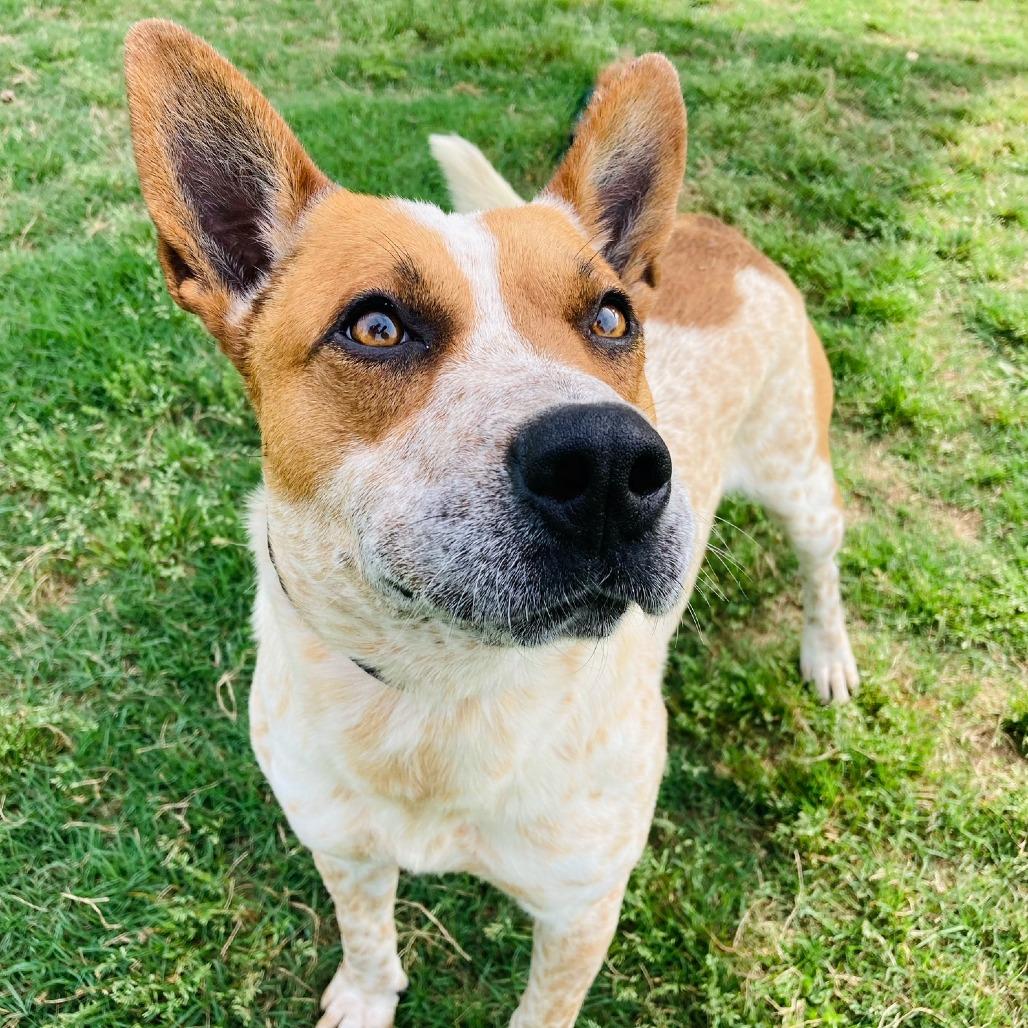 Enlarge (Found) Hooey, a Adoptable mixed breed in Cabot, AR image 4/5