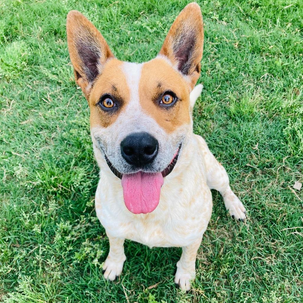 Enlarge (Found) Hooey, a Adoptable mixed breed in Cabot, AR image 5/5