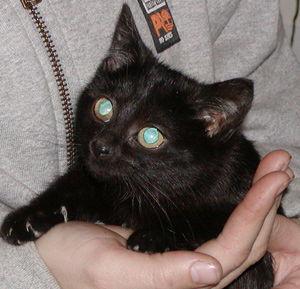 Foster Homes Needed, Adoptable, Young Female Tabby.