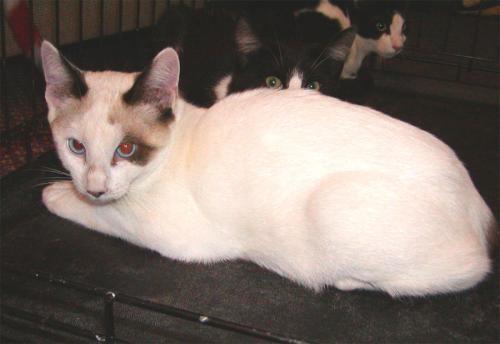 Enlarge Foster Homes Needed, a Adoptable Tabby in Trexlertown, PA image 3/3