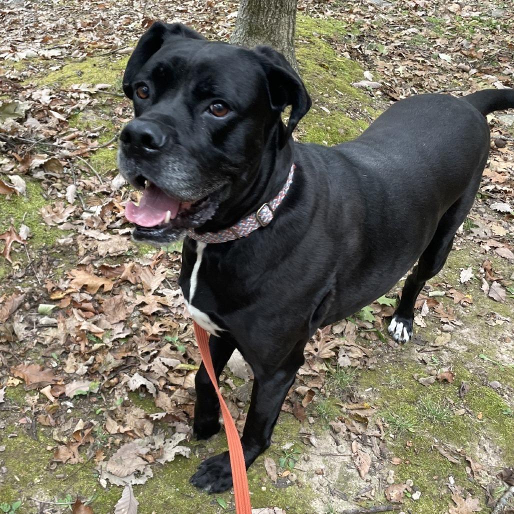 Enlarge Cane (Billy Black), a Adoptable mixed breed in Branson, MO image 1/6