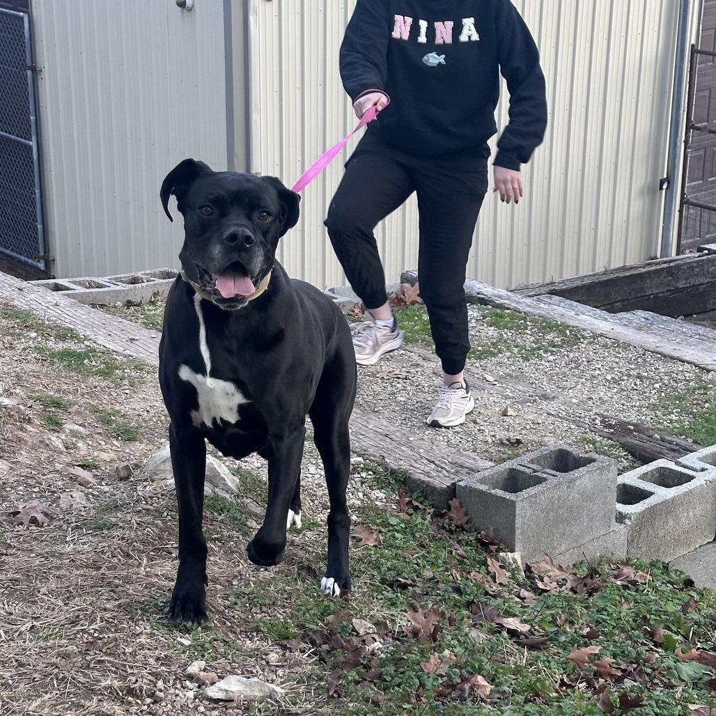 Enlarge Cane (Billy Black), a Adoptable mixed breed in Branson, MO image 2/6