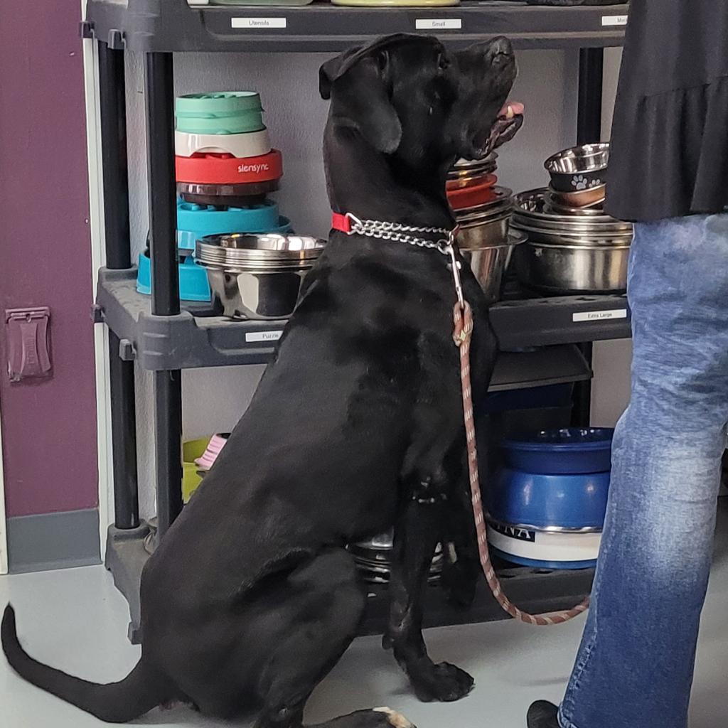 Enlarge Cane (Billy Black), a Adoptable mixed breed in Branson, MO image 3/6