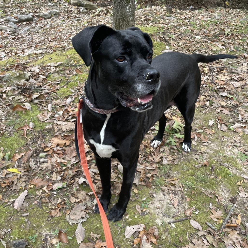 Enlarge Cane (Billy Black), a Adoptable mixed breed in Branson, MO image 4/6