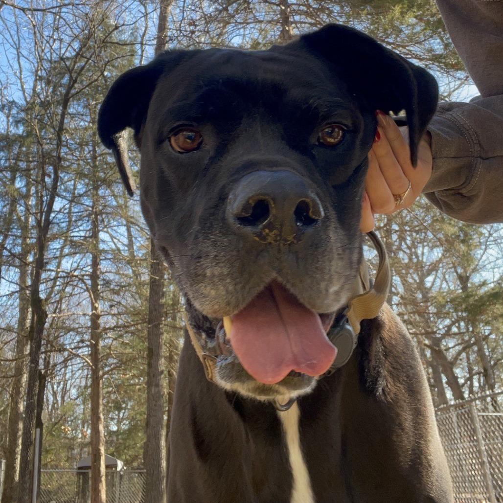 Enlarge Cane (Billy Black), a Adoptable mixed breed in Branson, MO image 4/6