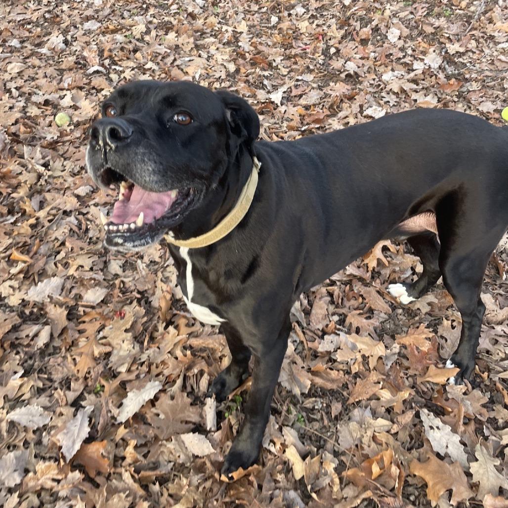 Enlarge Cane (Billy Black), a Adoptable mixed breed in Branson, MO image 5/6