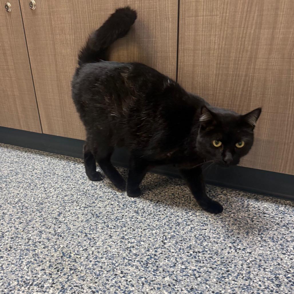 Enlarge Zeus, a Adoptable Domestic Short Hair in Great Falls, MT image 1/4