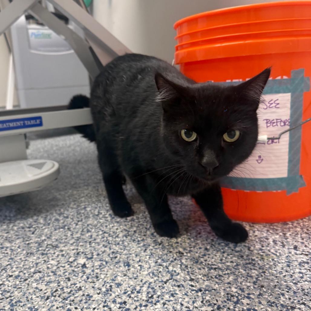 Enlarge Zeus, a Adoptable Domestic Short Hair in Great Falls, MT image 2/4