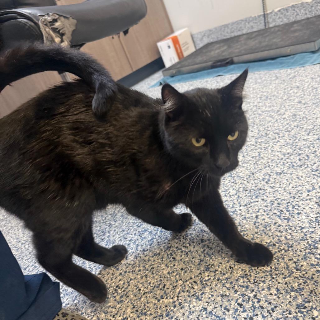 Enlarge Zeus, a Adoptable Domestic Short Hair in Great Falls, MT image 3/4