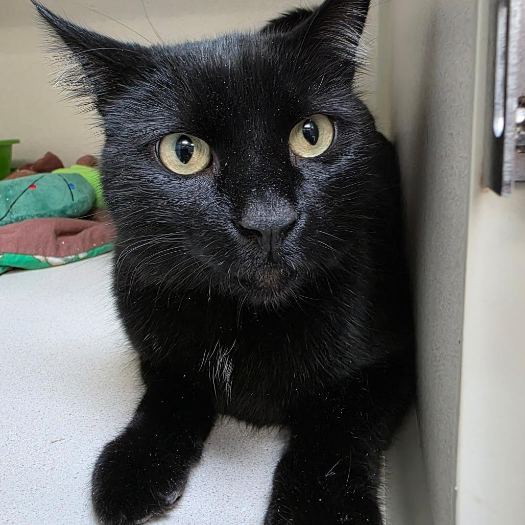 Enlarge Zeus, a Adoptable Domestic Short Hair in Great Falls, MT image 4/4