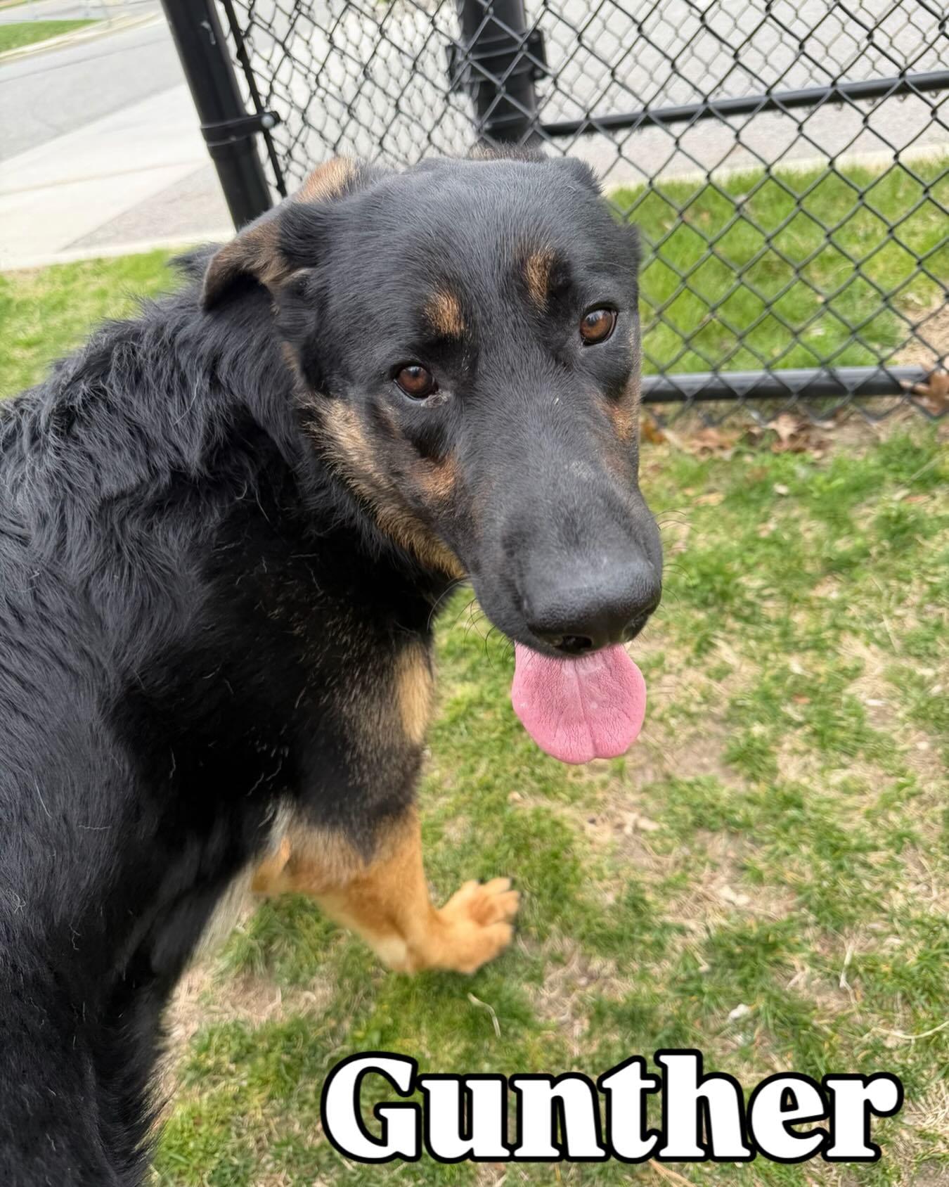 Enlarge Gunther Tag 271, an adopted German Shepherd Dog in Central Islip, NY image 1/1