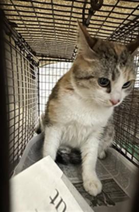 HEJ, Adoptable, Adult Female Domestic Short Hair.