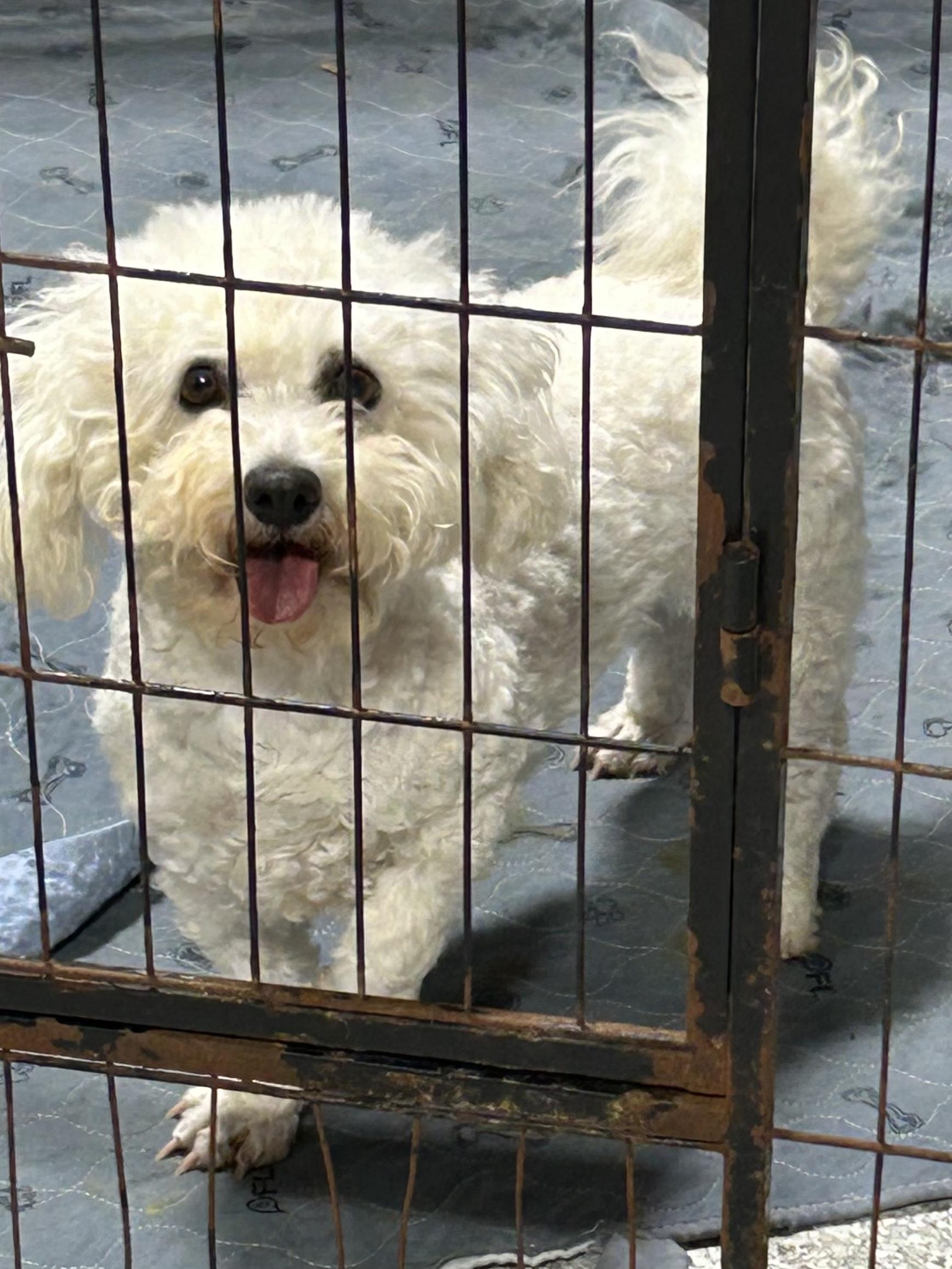 Enlarge RILEY, an adopted Bichon Frise in Rossford, OH image 1/1