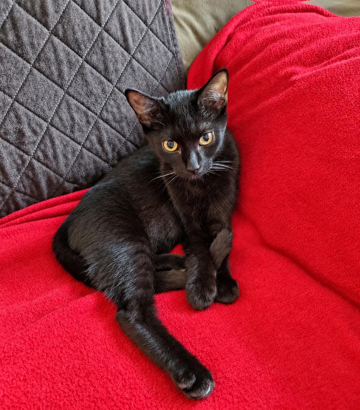 Enlarge JAN, a Adoptable Domestic Short Hair in Chicago Ridge, IL image 2/2