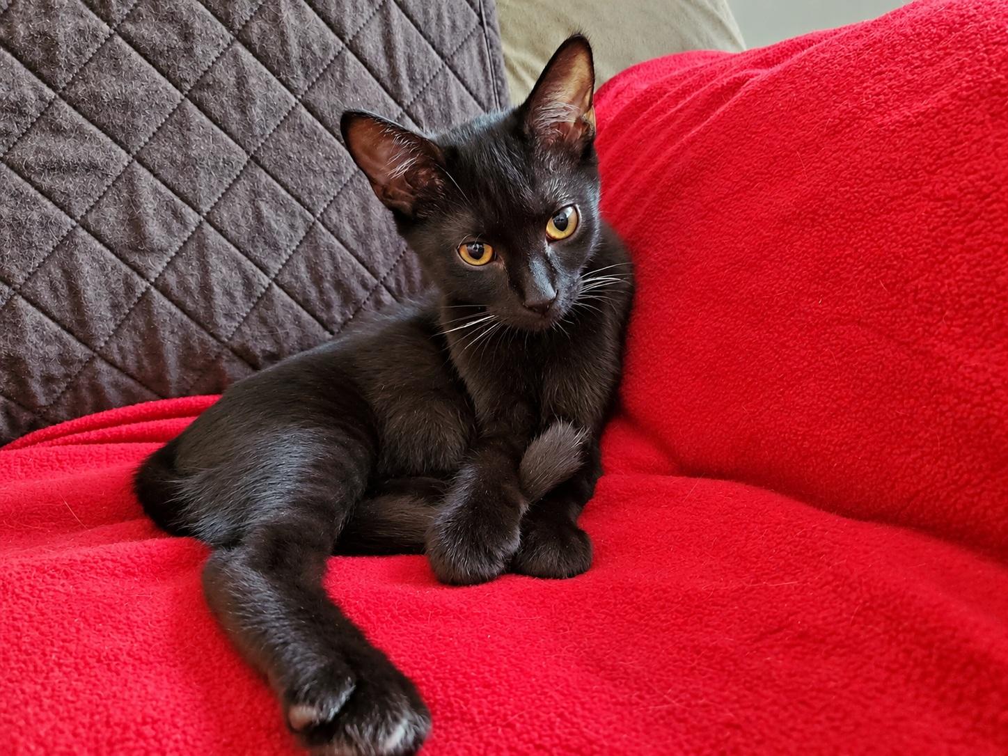 JAN, Adoptable, Young Female Domestic Short Hair.