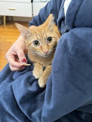 Gandalf IN FOSTER, Adoptable, Young Male Domestic Short Hair & Domestic Short Hair.