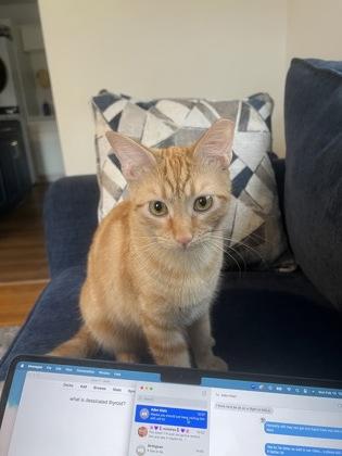 Gandalf IN FOSTER, Adoptable, Young Male Domestic Short Hair & Domestic Short Hair.