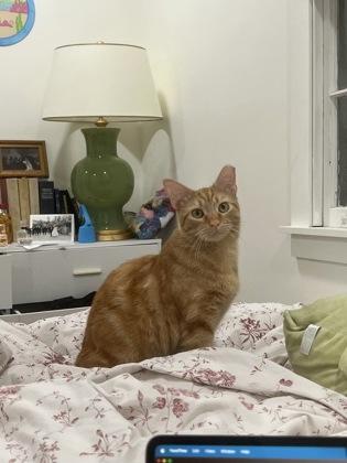Enlarge Gandalf IN FOSTER, a Adoptable Domestic Short Hair in New Orleans, LA image 3/3