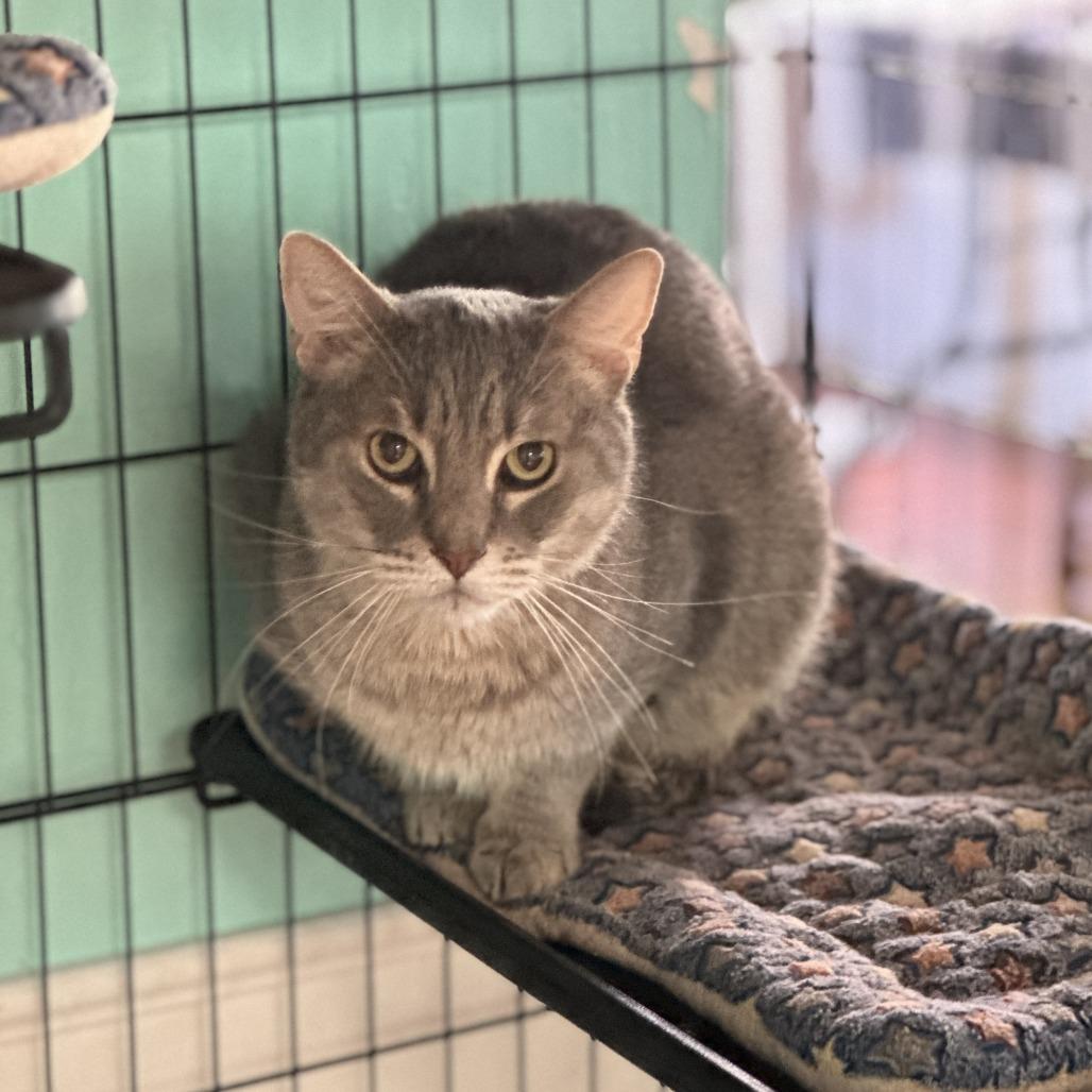 Earl, Adoptable, Adult Male Domestic Short Hair.