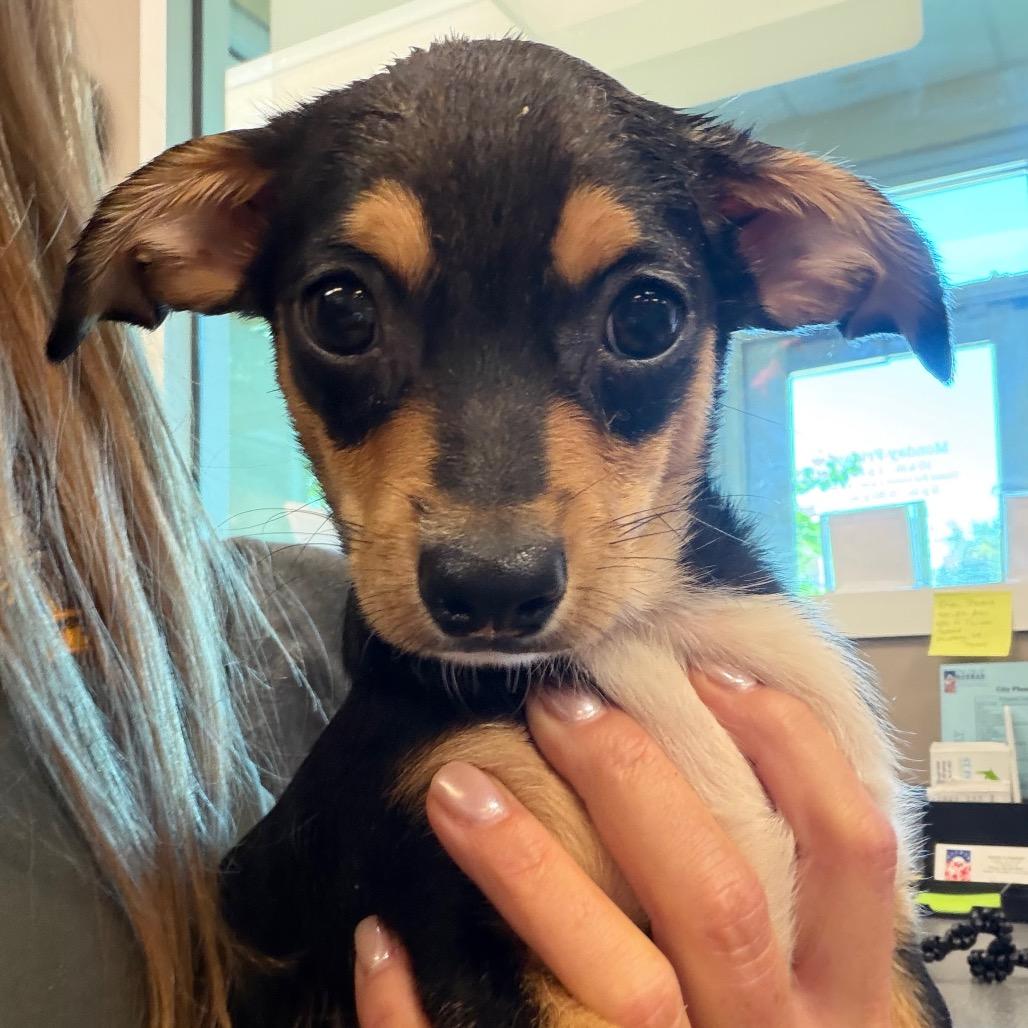 Wallace, Adoptable, Puppy Male Mixed Breed.