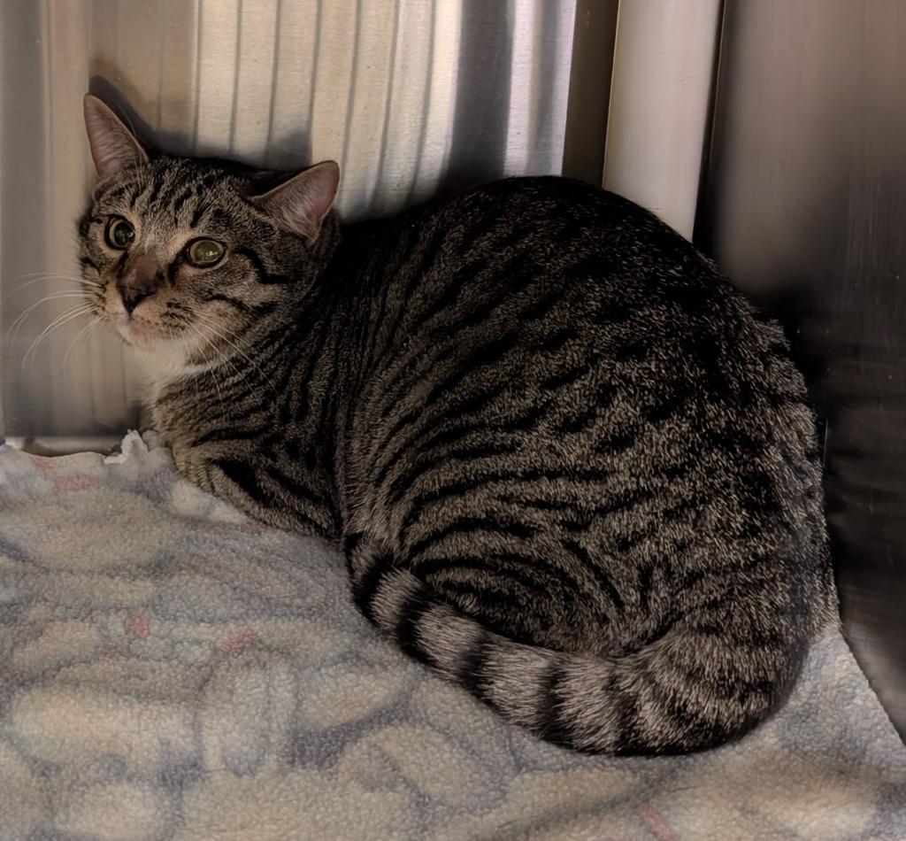 Enlarge Cedar 164, a Adoptable Abyssinian in Havre, MT image 1/1