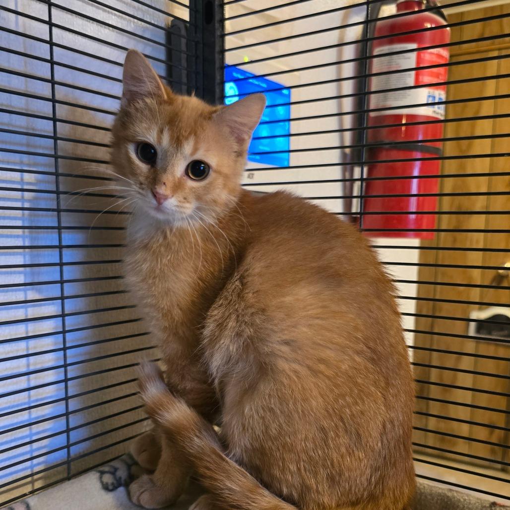 Hot Pocket, Adoptable, Young Female Domestic Short Hair.