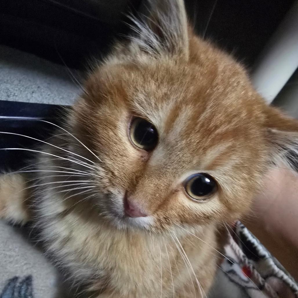 Enlarge Hot Pocket, a Adoptable Domestic Short Hair in Hanna City, IL image 2/2