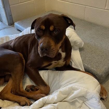 Finn, adopted, Adult Male Rottweiler.