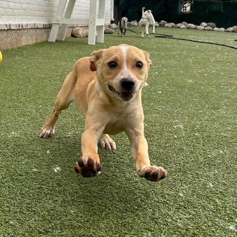 Enlarge Evita, a Adoptable mixed breed in Stamford, CT image 3/4