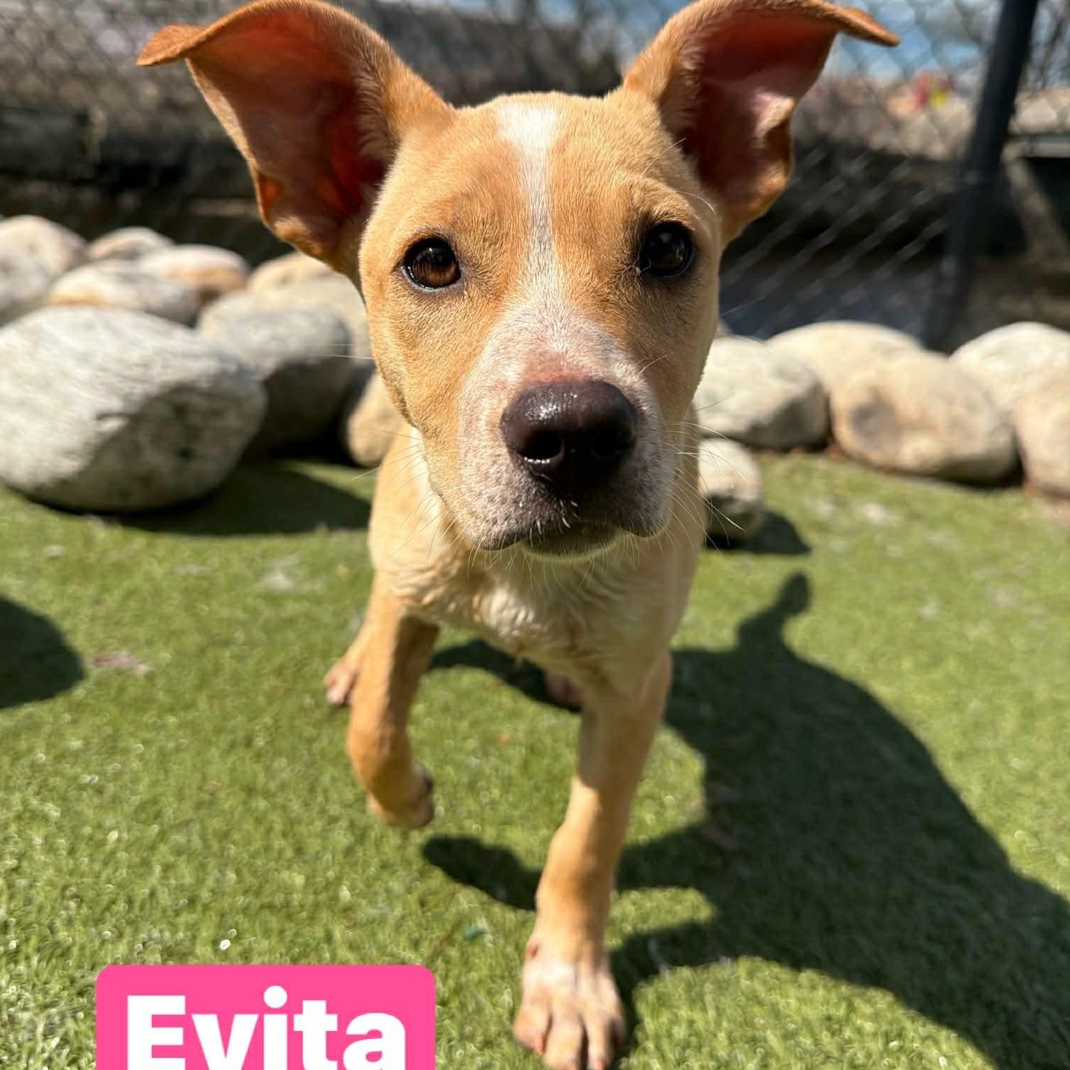 Evita, Adoptable, Puppy Female Mixed Breed & Australian Cattle Dog / Blue Heeler.