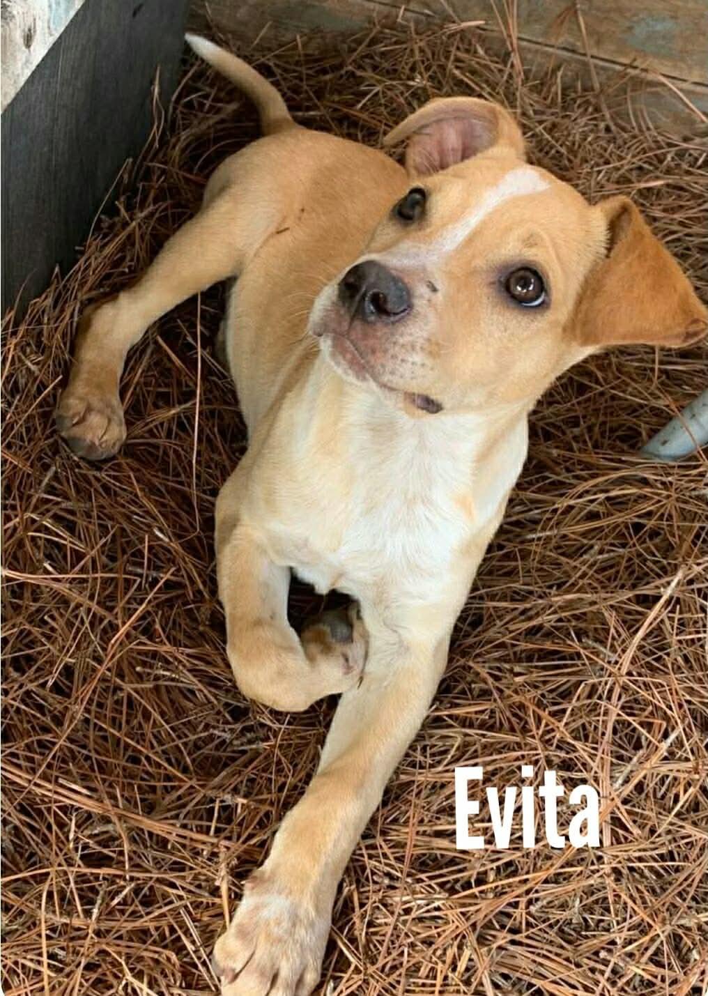 Enlarge Evita, a Adoptable mixed breed in Stamford, CT image 4/4