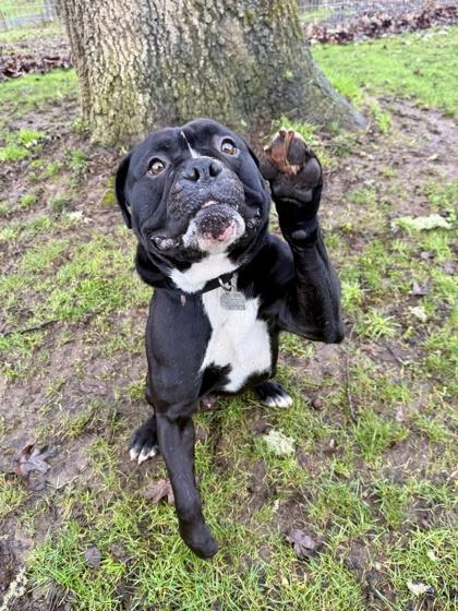 Onyx, ADOPTABLE, Adult Male English Bulldog.