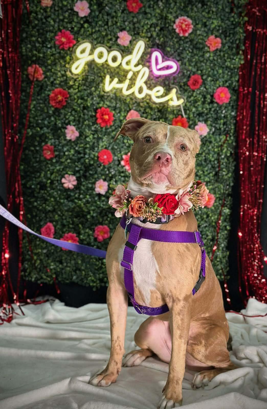 Enlarge Sapphire, a Adoptable mixed breed in Oxford, MI image 1/3