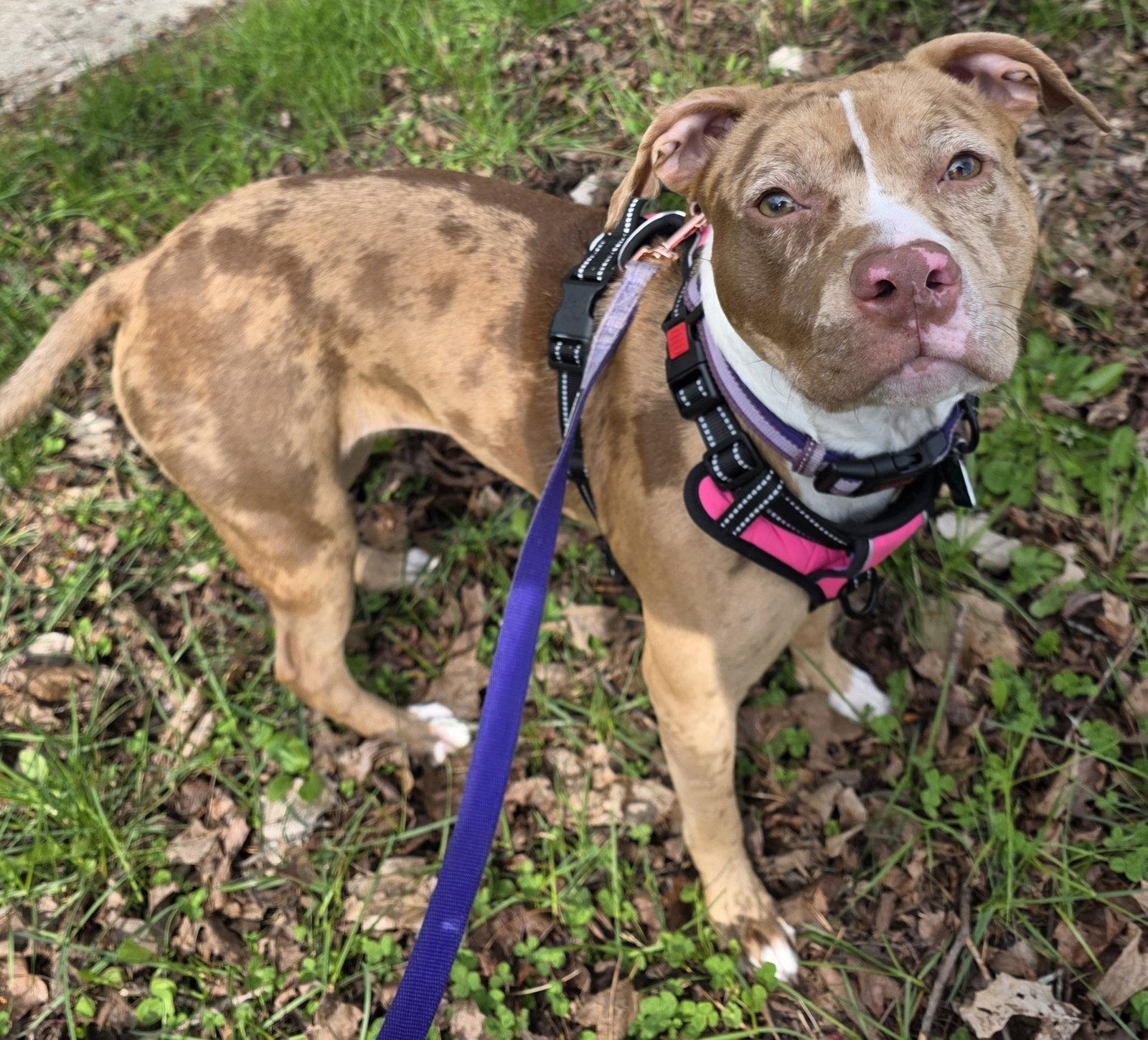 Enlarge Sapphire, a Adoptable mixed breed in Oxford, MI image 3/3