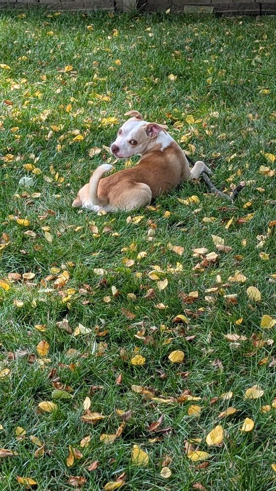 Dempsey, Adoptable, Adult Male Terrier.