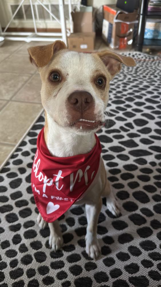 Enlarge Dempsey, a Adoptable mixed breed in Columbus, OH image 2/6