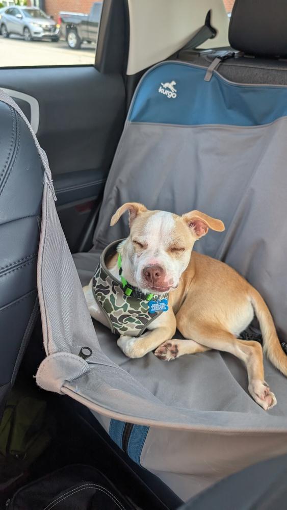 Enlarge Dempsey, a Adoptable mixed breed in Columbus, OH image 5/6