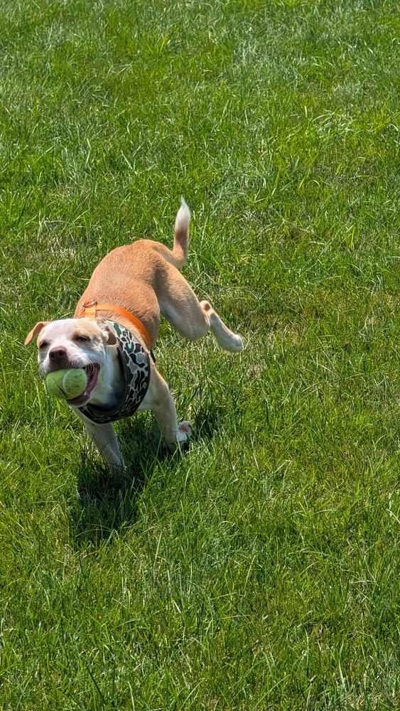 Enlarge Dempsey, a Adoptable mixed breed in Columbus, OH image 6/6
