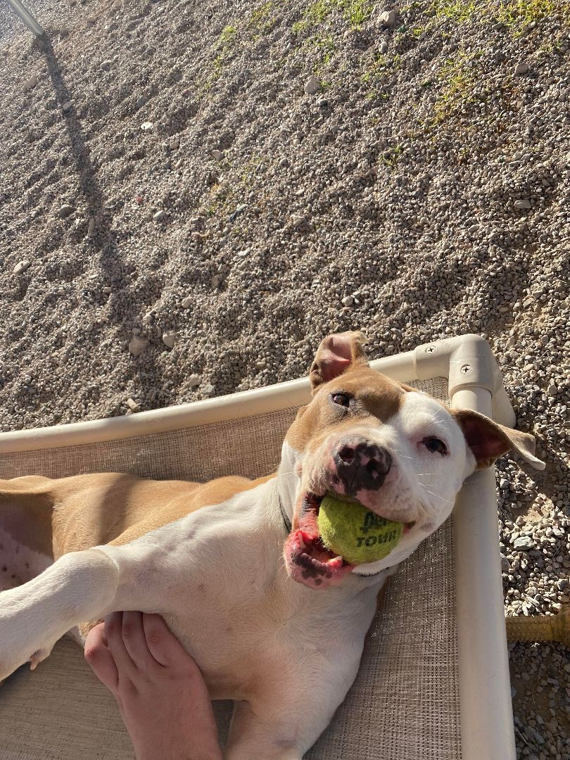 Trapper, Adopted, Adult Male American Staffordshire Terrier.