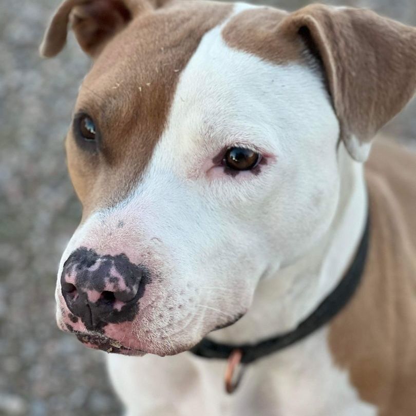 Enlarge Trapper, a Adopted mixed breed in Las Vegas, NV image 2/2