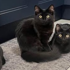 Houdini, Adoptable, Kitten Female Domestic Medium Hair.