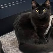 Enlarge Kiki, an adopted mixed breed in Santa Clara, CA image 2/5