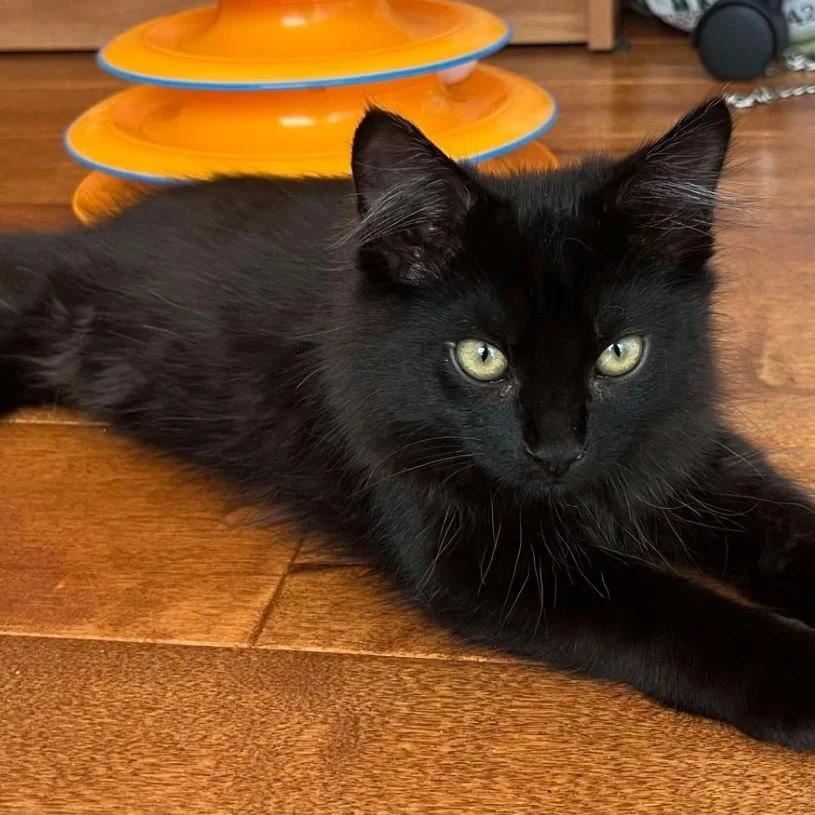 Enlarge Kiki, an adopted mixed breed in Santa Clara, CA image 1/5